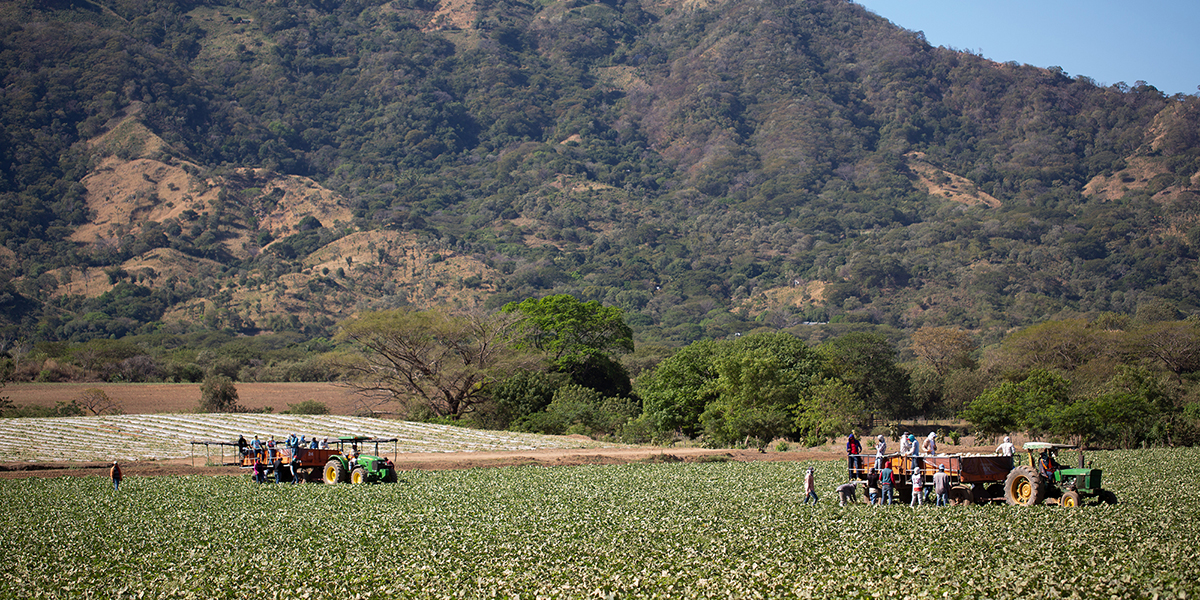 Meloni, Fyffes ottiene la certificazione Global Gap